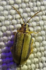 Xanthogaleruca luteola
