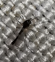 Chironomidae