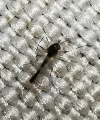 Chironomidae