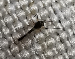 Chironomidae