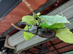 Dynastes septentrionalis