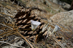 Calochortus invenustus