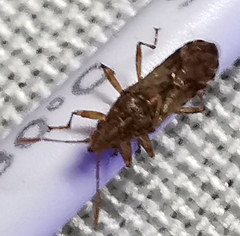 Belonochilus numenius
