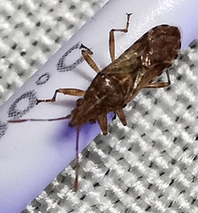 Belonochilus numenius