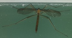 Tricyphona