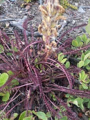 Pedicularis lanata