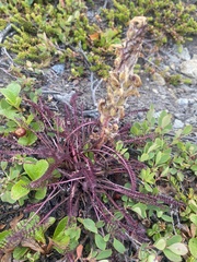 Pedicularis lanata