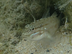 Coryphopterus glaucofraenum