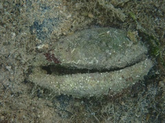 Macrocypraea cervus