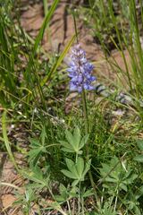 Lupinus lepidus sellulus