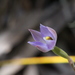 Thelymitra colensoi - Photo (c) Bill Campbell,  זכויות יוצרים חלקיות (CC BY-NC), הועלה על ידי Bill Campbell