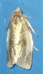 Clepsis melaleucanus