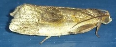 Clepsis melaleucanus