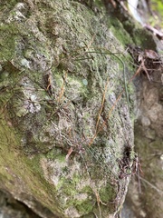 Dendrobium teretifolium