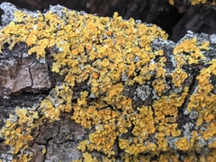 Xanthomendoza fallax