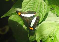 Adelpha iphicleola