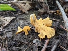 Cantharellus flavus
