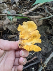 Cantharellus flavus