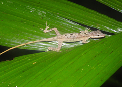 Anolis zeus