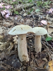 Tylopilus intermedius