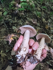Tylopilus intermedius