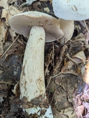 Tylopilus intermedius