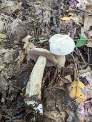 Tylopilus intermedius