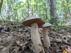 Tylopilus intermedius