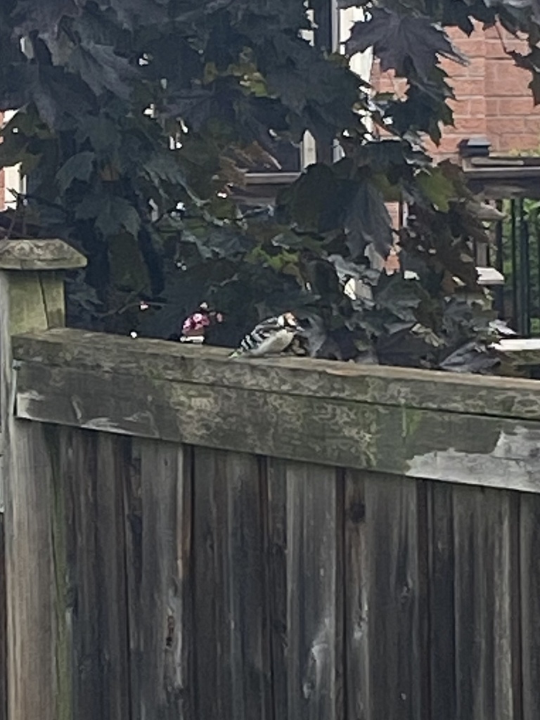 Downy Woodpecker from Raspberry Bush Trail, Oakville, ON, CA on June 29