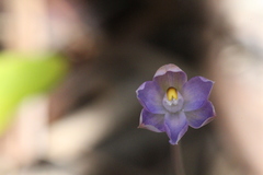 Thelymitra colensoi