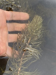 Hippuris vulgaris