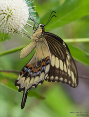 Heraclides ornythion