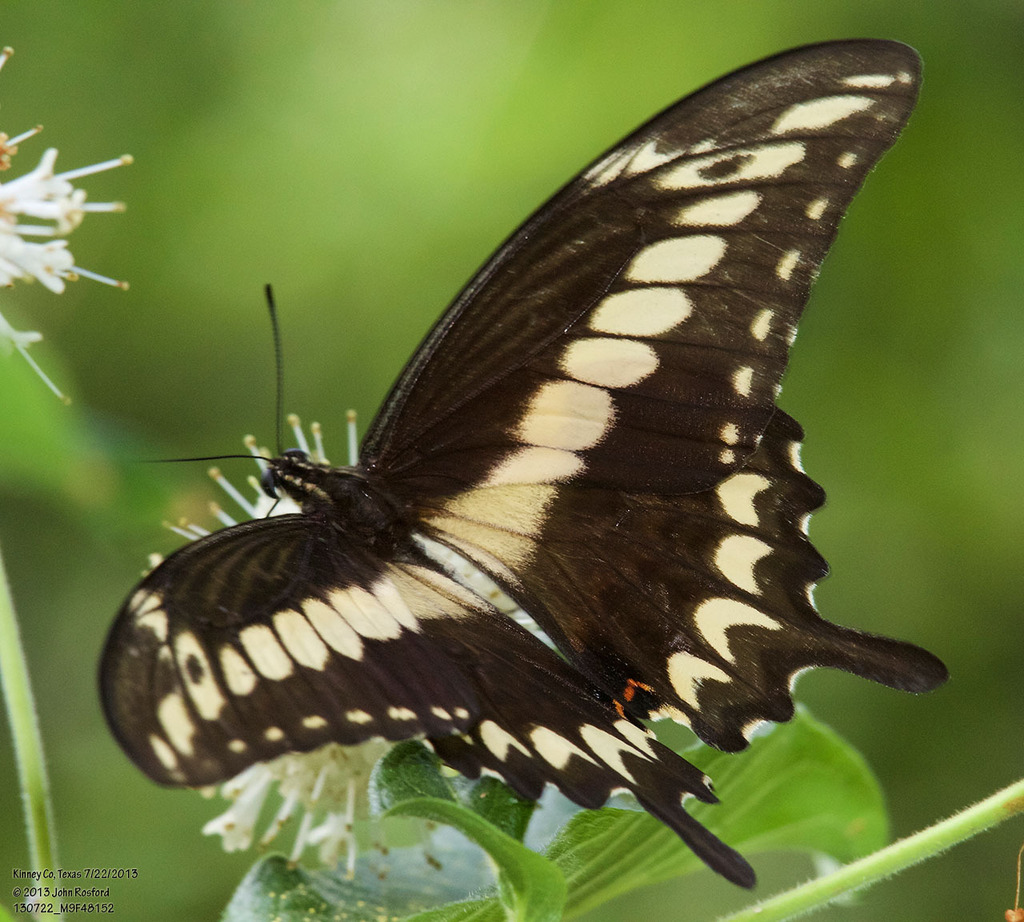 Ornythion Swallowtail