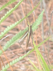 Schistocerca alutacea