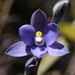Domed Sun Orchid - Photo (c) Bill Campbell, some rights reserved (CC BY-NC)