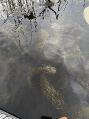Hippuris vulgaris