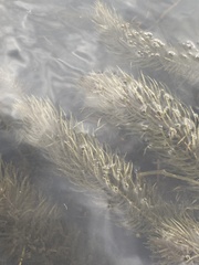 Hippuris vulgaris