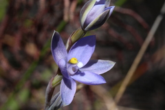 Thelymitra tholiformis