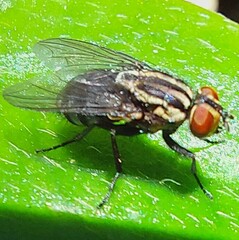 Oxysarcodexia varia