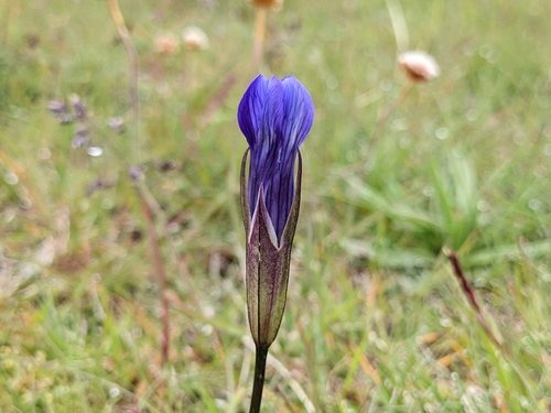 Image of Gentianopsis detonsa by (c) Attila Oláh, some rights reserved (CC BY)