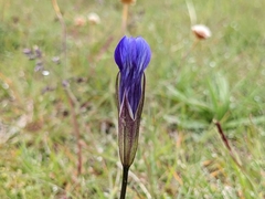Gentianopsis detonsa detonsa