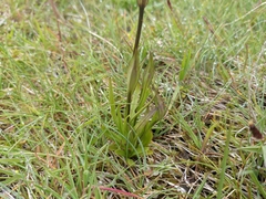 Gentianopsis detonsa detonsa