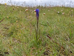 Gentianopsis detonsa detonsa
