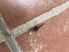 Ovachlamys fulgens