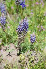 Lupinus lepidus sellulus