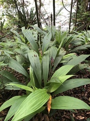 Calanthe lyroglossa