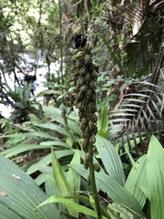 Calanthe lyroglossa