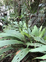 Calanthe lyroglossa