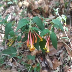 Bouvardia chrysantha