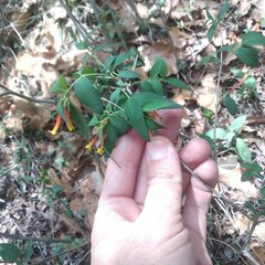 Bouvardia chrysantha